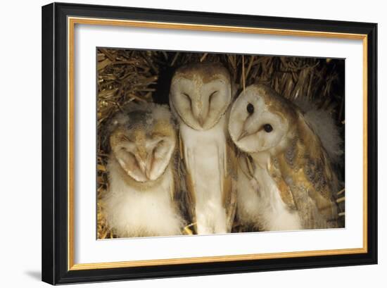 Young Barn Owls-Duncan Shaw-Framed Photographic Print