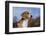 Young Beagle-null-Framed Photographic Print