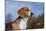 Young Beagle-null-Mounted Photographic Print