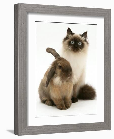 Young Birman-Cross Cat with Dwarf Lionhead Rabbit-Jane Burton-Framed Photographic Print