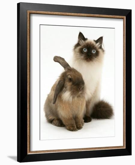 Young Birman-Cross Cat with Dwarf Lionhead Rabbit-Jane Burton-Framed Photographic Print