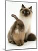 Young Birman-Cross Cat with Dwarf Lionhead Rabbit-Jane Burton-Mounted Photographic Print