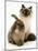 Young Birman-Cross Cat with Dwarf Lionhead Rabbit-Jane Burton-Mounted Photographic Print