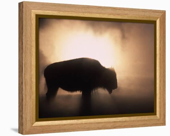 Young Bison, Getting Warmth from Steaming Geyser, Yellowstone, USA-Pete Cairns-Framed Premier Image Canvas