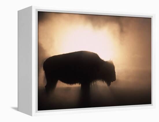 Young Bison, Getting Warmth from Steaming Geyser, Yellowstone, USA-Pete Cairns-Framed Premier Image Canvas
