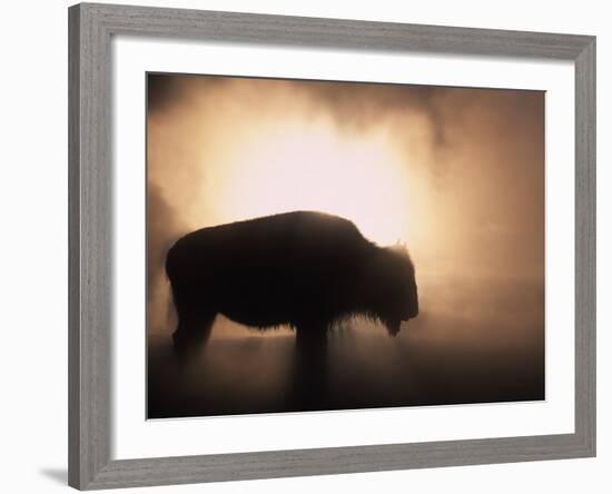Young Bison, Getting Warmth from Steaming Geyser, Yellowstone, USA-Pete Cairns-Framed Photographic Print