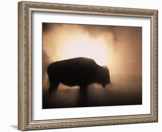 Young Bison, Getting Warmth from Steaming Geyser, Yellowstone, USA-Pete Cairns-Framed Photographic Print