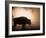 Young Bison, Getting Warmth from Steaming Geyser, Yellowstone, USA-Pete Cairns-Framed Photographic Print