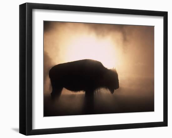 Young Bison, Getting Warmth from Steaming Geyser, Yellowstone, USA-Pete Cairns-Framed Photographic Print