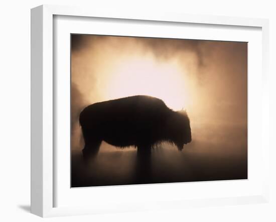 Young Bison, Getting Warmth from Steaming Geyser, Yellowstone, USA-Pete Cairns-Framed Photographic Print