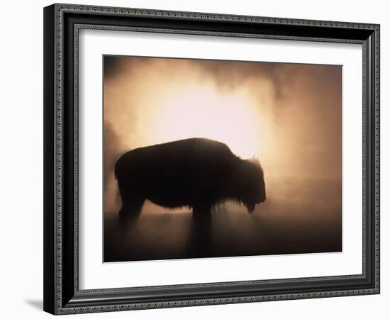 Young Bison, Getting Warmth from Steaming Geyser, Yellowstone, USA-Pete Cairns-Framed Photographic Print