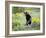 Young Black Bear Among Arrowleaf Balsam Root, Animals of Montana, Bozeman, Montana, USA-James Hager-Framed Photographic Print