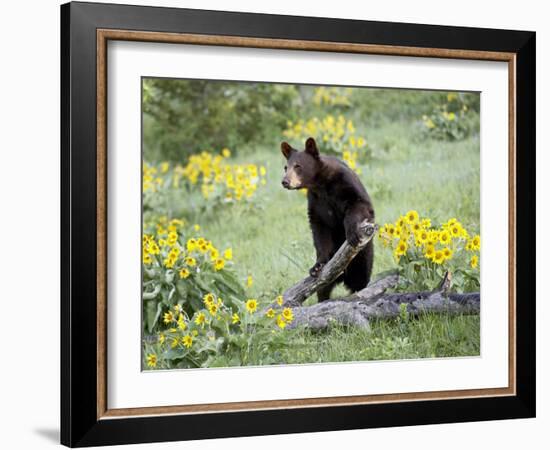 Young Black Bear Among Arrowleaf Balsam Root, Animals of Montana, Bozeman, Montana, USA-James Hager-Framed Photographic Print