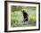 Young Black Bear Among Arrowleaf Balsam Root, Animals of Montana, Bozeman, Montana, USA-James Hager-Framed Photographic Print