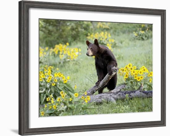 Young Black Bear Among Arrowleaf Balsam Root, Animals of Montana, Bozeman, Montana, USA-James Hager-Framed Photographic Print