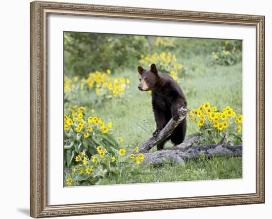 Young Black Bear Among Arrowleaf Balsam Root, Animals of Montana, Bozeman, Montana, USA-James Hager-Framed Photographic Print