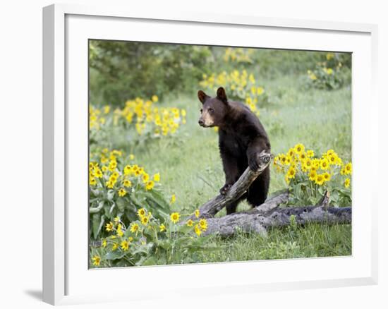 Young Black Bear Among Arrowleaf Balsam Root, Animals of Montana, Bozeman, Montana, USA-James Hager-Framed Photographic Print