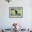 Young Black Bear Among Arrowleaf Balsam Root, Animals of Montana, Bozeman, Montana, USA-James Hager-Framed Photographic Print displayed on a wall