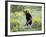Young Black Bear Among Arrowleaf Balsam Root, Animals of Montana, Bozeman, Montana, USA-James Hager-Framed Photographic Print