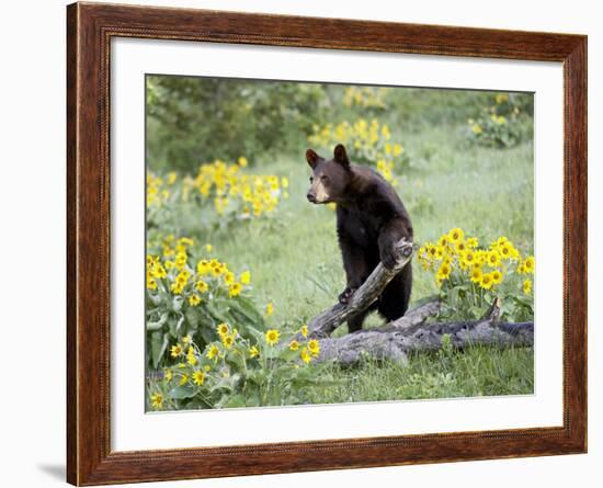 Young Black Bear Among Arrowleaf Balsam Root, Animals of Montana, Bozeman, Montana, USA-James Hager-Framed Photographic Print