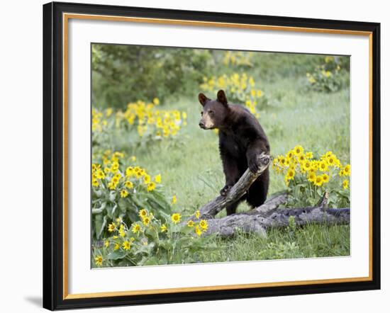 Young Black Bear Among Arrowleaf Balsam Root, Animals of Montana, Bozeman, Montana, USA-James Hager-Framed Photographic Print