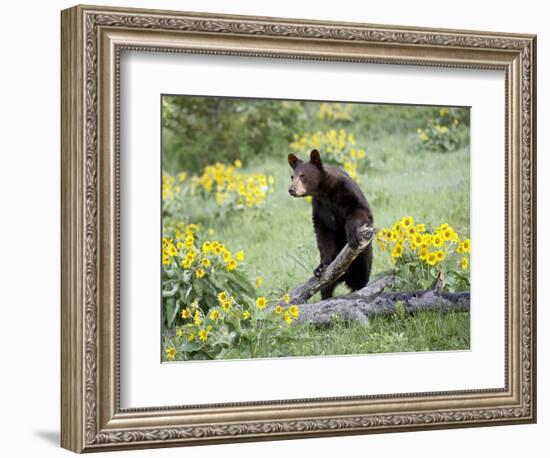 Young Black Bear Among Arrowleaf Balsam Root, Animals of Montana, Bozeman, Montana, USA-James Hager-Framed Photographic Print