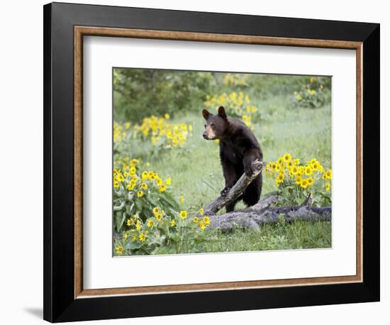 Young Black Bear Among Arrowleaf Balsam Root, Animals of Montana, Bozeman, Montana, USA-James Hager-Framed Photographic Print