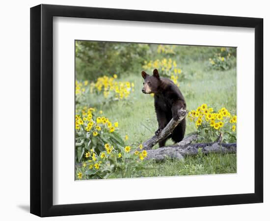 Young Black Bear Among Arrowleaf Balsam Root, Animals of Montana, Bozeman, Montana, USA-James Hager-Framed Photographic Print