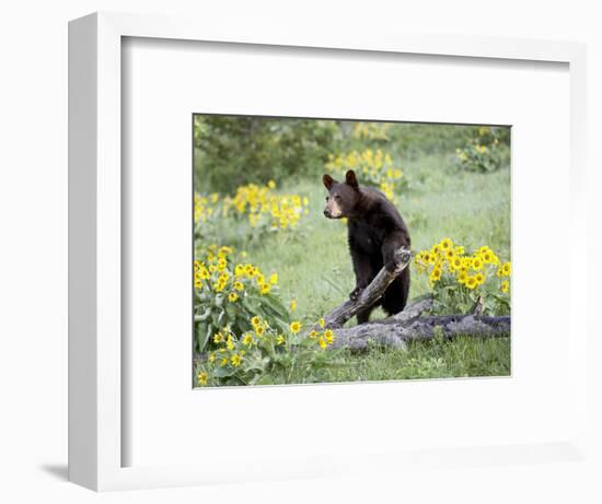 Young Black Bear Among Arrowleaf Balsam Root, Animals of Montana, Bozeman, Montana, USA-James Hager-Framed Photographic Print