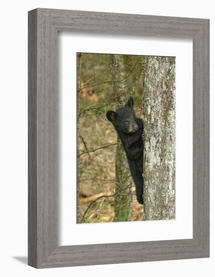 Young black bear cub, Ursus americanus, Cades Cove, Great Smoky Mountains National Park, Tennessee-Adam Jones-Framed Photographic Print