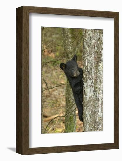 Young black bear cub, Ursus americanus, Cades Cove, Great Smoky Mountains National Park, Tennessee-Adam Jones-Framed Photographic Print