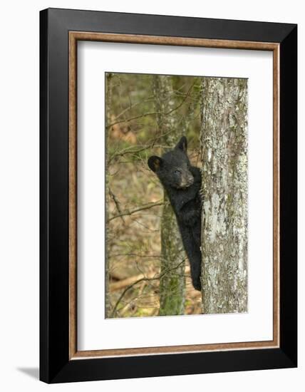 Young black bear cub, Ursus americanus, Cades Cove, Great Smoky Mountains National Park, Tennessee-Adam Jones-Framed Photographic Print