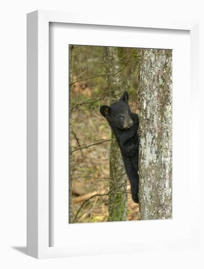 Young black bear cub, Ursus americanus, Cades Cove, Great Smoky Mountains National Park, Tennessee-Adam Jones-Framed Photographic Print