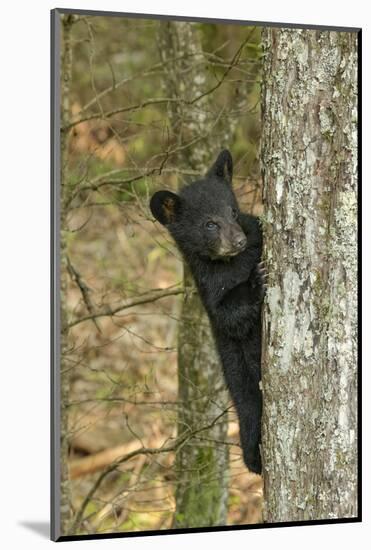 Young black bear cub, Ursus americanus, Cades Cove, Great Smoky Mountains National Park, Tennessee-Adam Jones-Mounted Photographic Print
