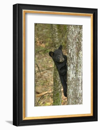 Young black bear cub, Ursus americanus, Cades Cove, Great Smoky Mountains National Park, Tennessee-Adam Jones-Framed Photographic Print