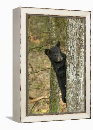 Young black bear cub, Ursus americanus, Cades Cove, Great Smoky Mountains National Park, Tennessee-Adam Jones-Framed Premier Image Canvas