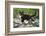 Young black domestic cat with white bib and paws, climbing tree, France-Jouan Rius-Framed Photographic Print