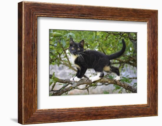 Young black domestic cat with white bib and paws, climbing tree, France-Jouan Rius-Framed Photographic Print