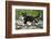 Young black domestic cat with white bib and paws, climbing tree, France-Jouan Rius-Framed Photographic Print