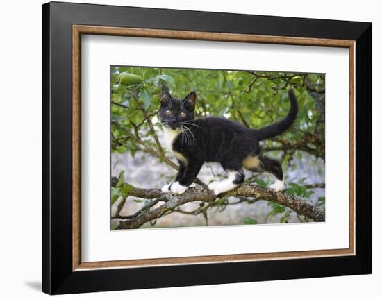 Young black domestic cat with white bib and paws, climbing tree, France-Jouan Rius-Framed Photographic Print