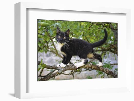 Young black domestic cat with white bib and paws, climbing tree, France-Jouan Rius-Framed Photographic Print