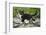 Young black domestic cat with white bib and paws, climbing tree, France-Jouan Rius-Framed Photographic Print