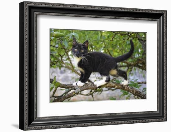 Young black domestic cat with white bib and paws, climbing tree, France-Jouan Rius-Framed Photographic Print