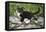 Young black domestic cat with white bib and paws, climbing tree, France-Jouan Rius-Framed Premier Image Canvas