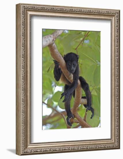 Young Black Howler Monkey (Alouatta Caraya) Looking Down from Tree, Costa Rica-Edwin Giesbers-Framed Photographic Print