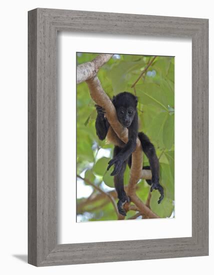 Young Black Howler Monkey (Alouatta Caraya) Looking Down from Tree, Costa Rica-Edwin Giesbers-Framed Photographic Print