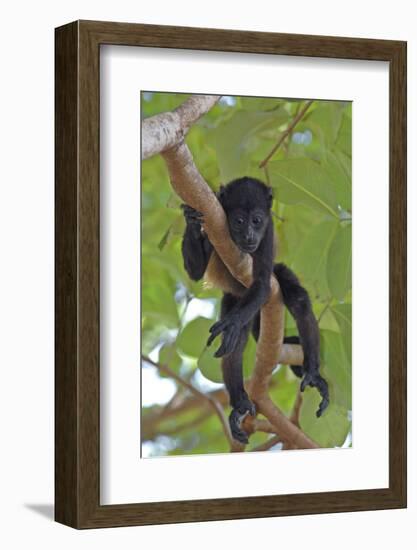 Young Black Howler Monkey (Alouatta Caraya) Looking Down from Tree, Costa Rica-Edwin Giesbers-Framed Photographic Print