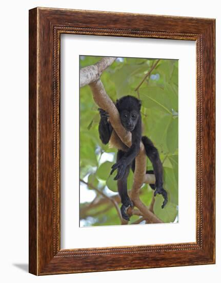 Young Black Howler Monkey (Alouatta Caraya) Looking Down from Tree, Costa Rica-Edwin Giesbers-Framed Photographic Print