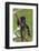 Young Black Howler Monkey (Alouatta Caraya) Looking Down from Tree, Costa Rica-Edwin Giesbers-Framed Photographic Print