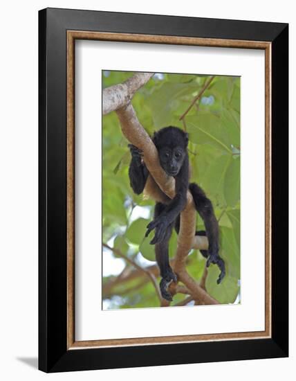 Young Black Howler Monkey (Alouatta Caraya) Looking Down from Tree, Costa Rica-Edwin Giesbers-Framed Photographic Print